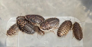 Dubia Roaches - M