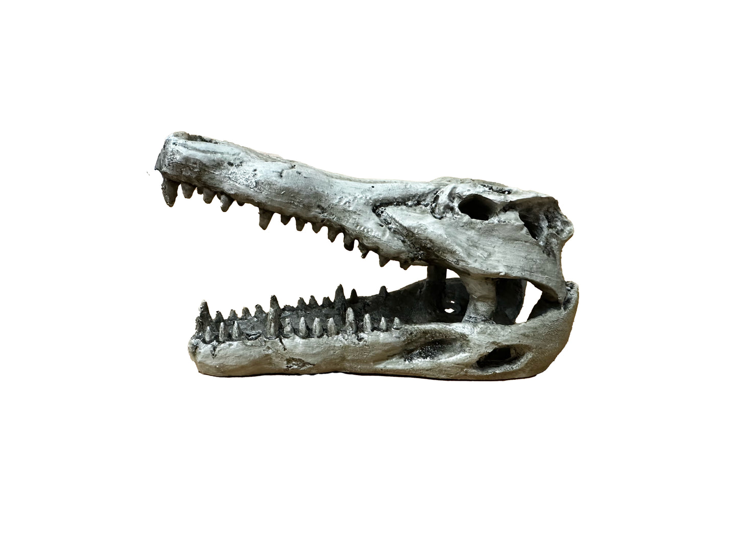 Small Crocodile Skull | NS-60