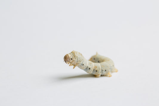 Live Silkworms