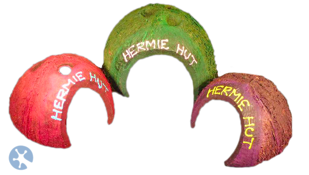 Hermit Crab Coconut Hut | For Live Hermie Crabs | Coenobita variabilis