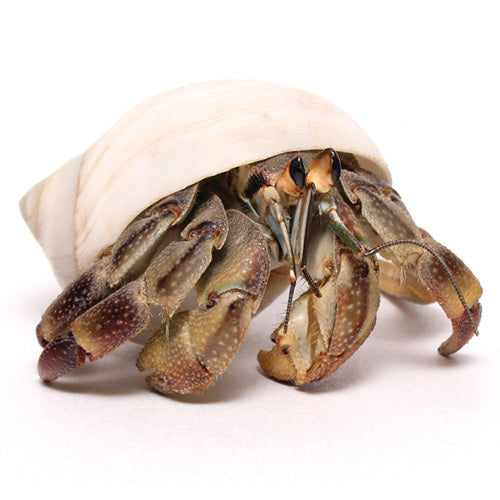 Live Hermit Crab in Existing Shell | Live Hermie Crabs | Live Crazy Crabs | Coenobita variabilis