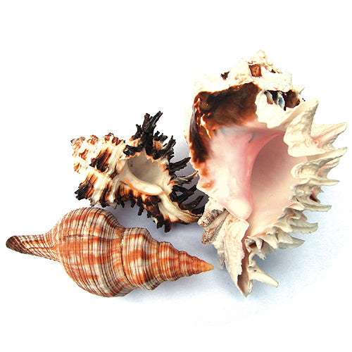 Spare New Shell | Fresh New Clean Hermit Crab Shell | For Live Hermie Crabs | Coenobita variabilis