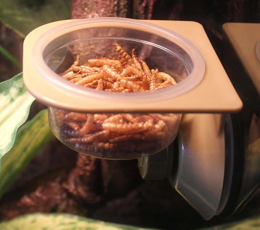 Hanging Reptile Feeder Single Bowl | NW-33