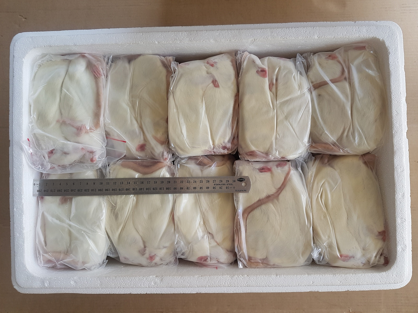 Nutritional Considerations For Frozen Thawed Rat Pups photo