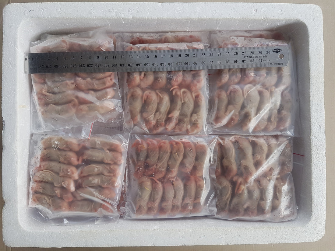 Gallery Detail: Frozen Pinkie Rats Best Online Frozen Reptile Food Supplier Frozen