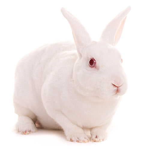 Frozen Rabbits | Rabbits for Snake Food | Python Food | New Zealand Rabbit & Californian Meat Rabbit Cross | Reptile Food Online Australia