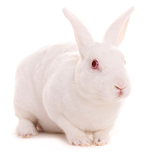 Australian Rabbit White Frozen Rabbits Australia | Best Online Frozen Snake Food Supplier ...