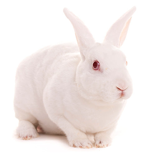 Frozen Rabbits Australia | Best Online Frozen Snake Food Supplier ...