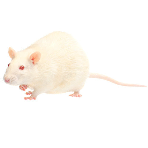 Frozen Hopper Rats Regular Bag | 5 rats | 150g | Snake Food | Frozen Snake Feeders | Carpet Python Food | Frozen Rodents