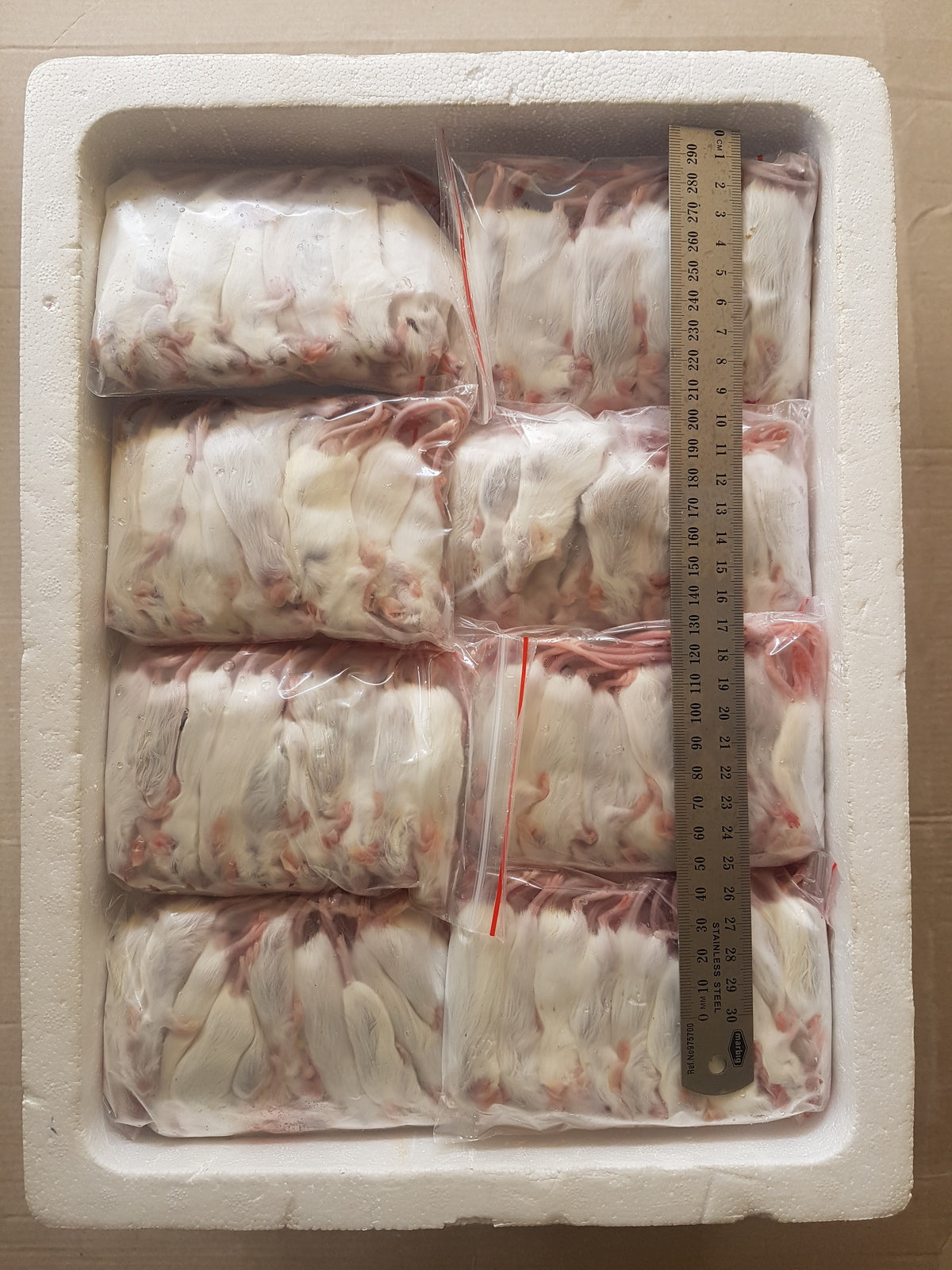 Snake Food Frozen Mice at Julian Syme blog