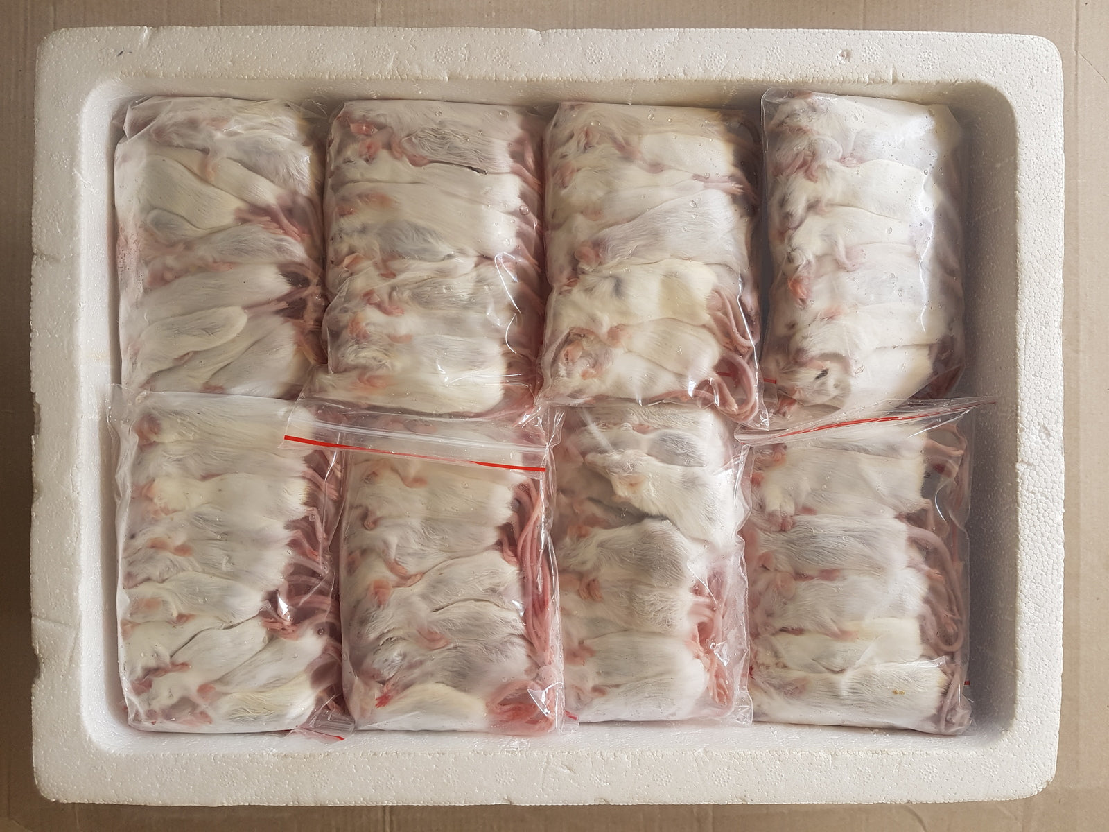 Beautiful view of Frozen Snake Meal Prep And Planning Software