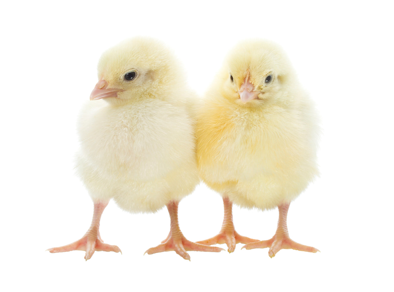 Frozen Day Old Chicks PetWave Sydney