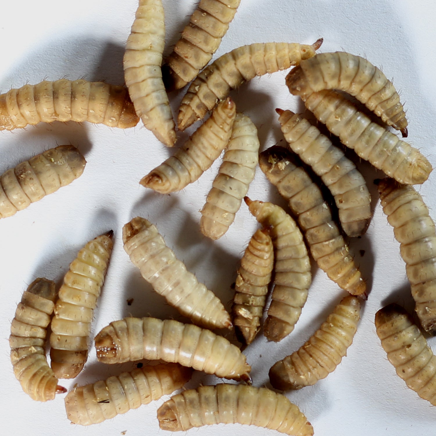 Best Online Black Soldier Fly Larvae Supplier | BSFL | Calciworms ...