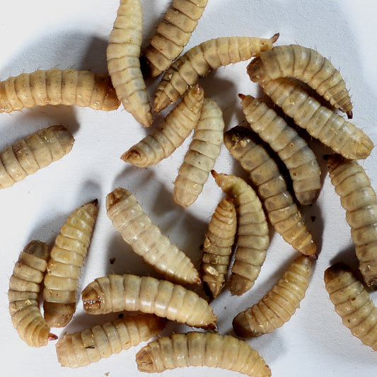Black Soldier Fly Larvae | White Stage Larvae | BSFL | Calciworms | Phoenix worms | Online Black Soldier Fly Larvae Australia