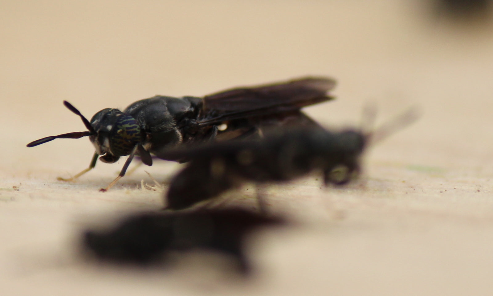 Black Soldier Fly Larvae | White Stage Larvae | BSFL | Calciworms | Phoenix worms | Online Black Soldier Fly Larvae Australia