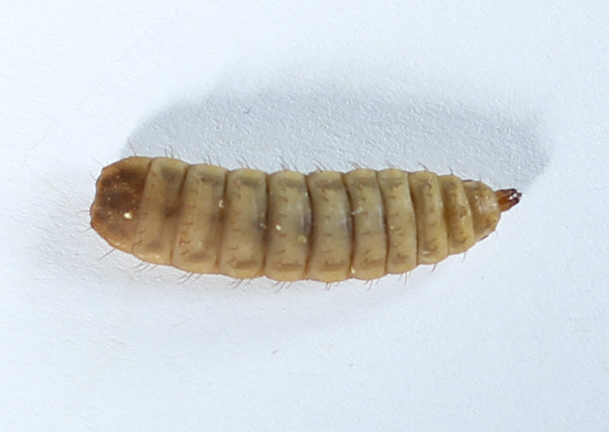 Black Soldier Fly Larvae | White Stage Larvae | BSFL | Calciworms | Phoenix worms | Online Black Soldier Fly Larvae Australia