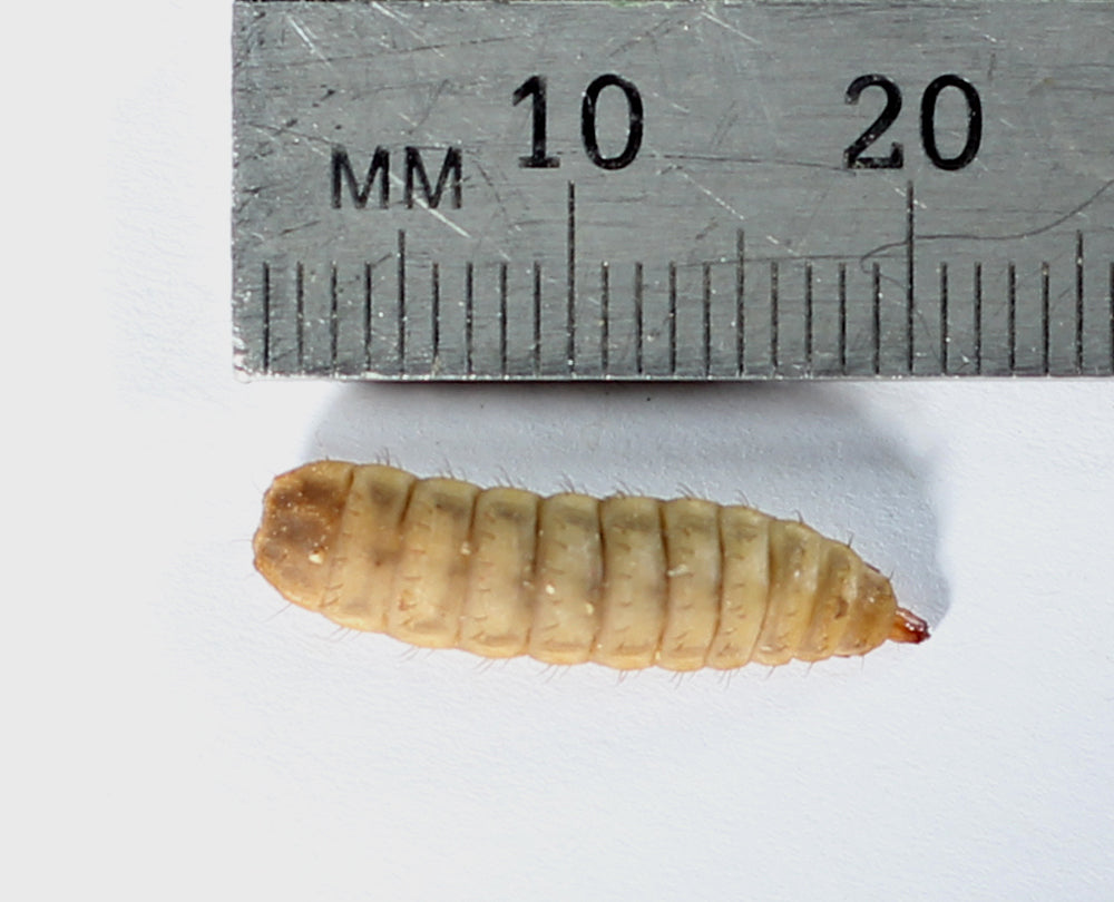 Black Soldier Fly Larvae | White Stage Larvae | BSFL | Calciworms | Phoenix worms | Online Black Soldier Fly Larvae Australia