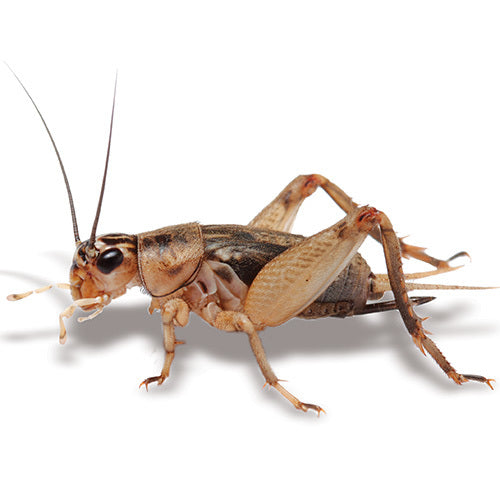 Live Large Crickets | 25mm | Live Crickets Online Australia | Bulk Live Crickets Supplier