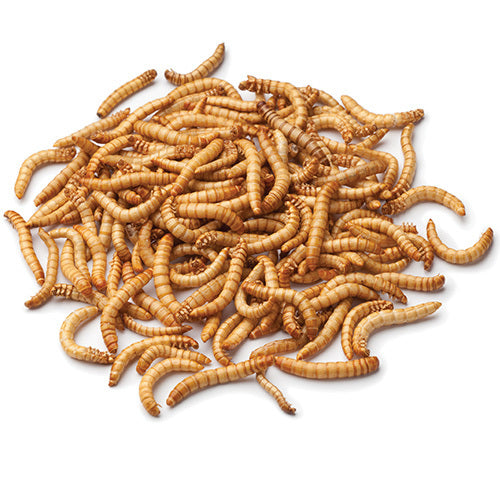 Regular Mealworms | Tenebrio molitar | Buy Bulk Mealworms Australia
